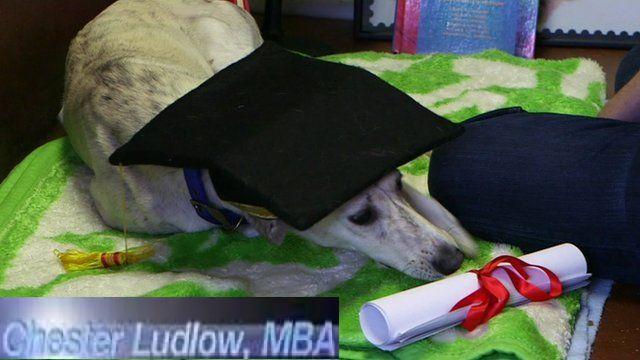 Dog_completes_MBA_got_certificate_niharonline