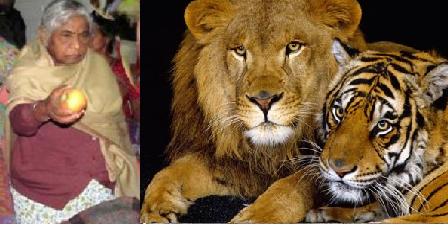 MP_minister_wants_law_allowing_people_to_keep_lions_tigers_as_pets