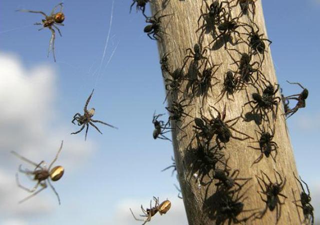 Millions_of_spiders_invade_Tennessee_neighborhood_niharonline