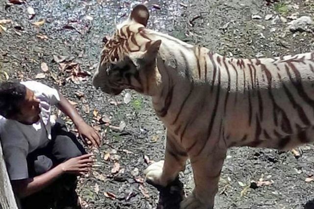 Tiger-attacks-and-kills-a-vistor-at-Delhi-Zoo-accident-committee-niharonline