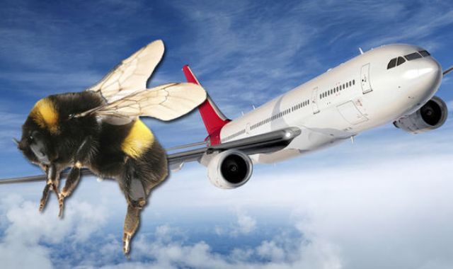 bee-troubles-garuda-airlines-flight-niharonline