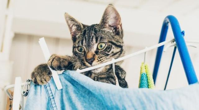 cat-burglar-stealing-underwear-niharonline