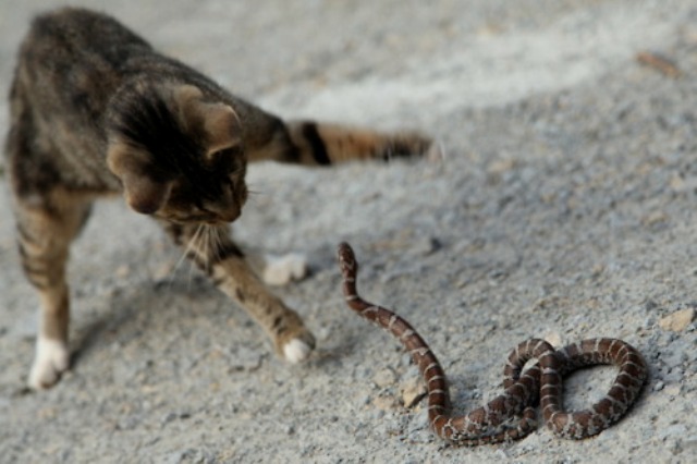 cat-snake-fight-in-srikakulam-niharonline