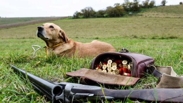 dog-trigger-shoot-owner-with-gun-niharonline