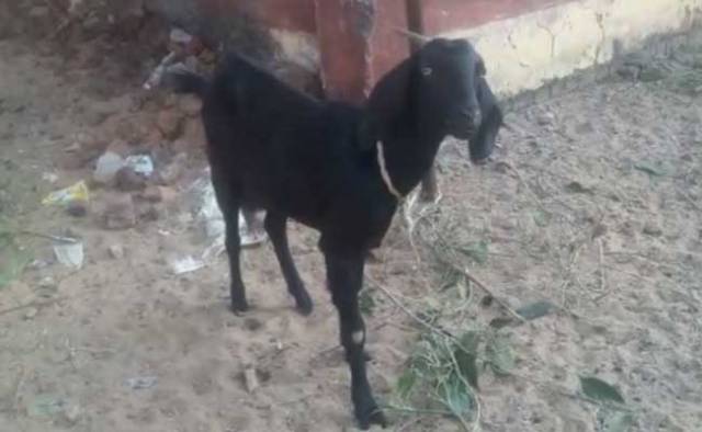 goat-got-bail-in-chhattisgarh-niharonline