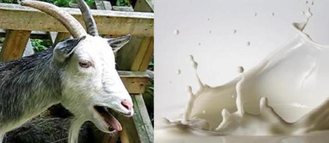 goat-milk-per-litre-two-thousand-in-delhi-due-to-dengue-niharonline