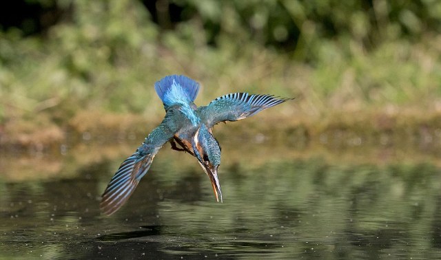 greatest_grandson_capture_the_moment_a_kingfisher_dives