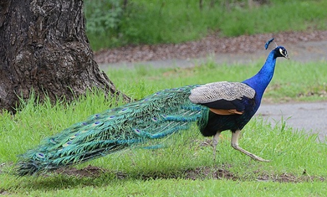 india-national-bird-Peacock-vermin-in-Goa-niharonline