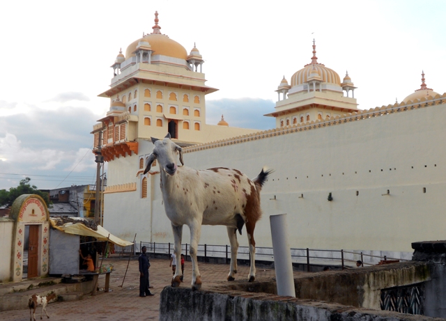 karnataka-temple-Goat-meat-yaga-prasadam-niharonline