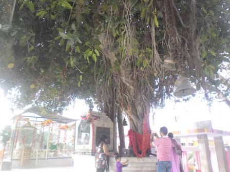 mahabharath_gita_banyan_tree_jyotisar_kuruksetra_NGT_nihar