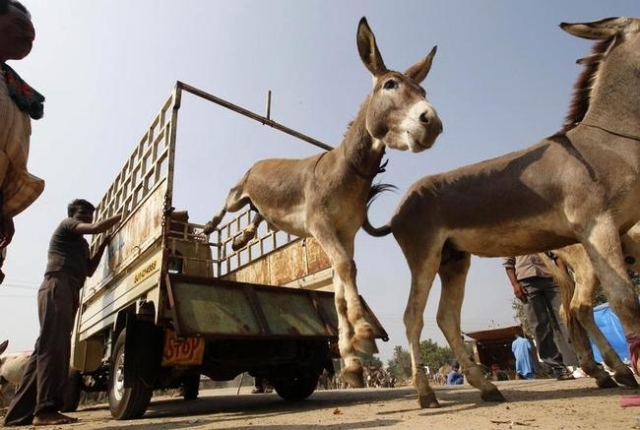 male-heir-donkey-ride-Junagadh-Borvav-Gujarat-niharonline