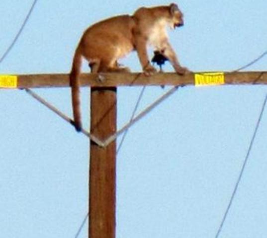 mountain-lion-on-35-feet-pole-niharonline.jpg