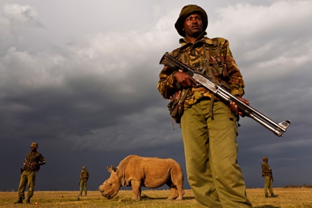 white_rhino_protected_by_guards_niharonline