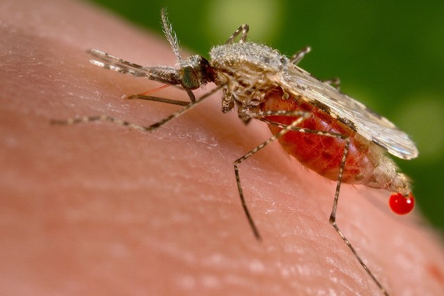 zika-mosquito-brazil-emergency-niharonline